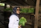 Temui Petani Tembakau Purbolinggo, Bupati Ela Dorong DBHCHT Tepat Waktu dan Tepat Sasaran