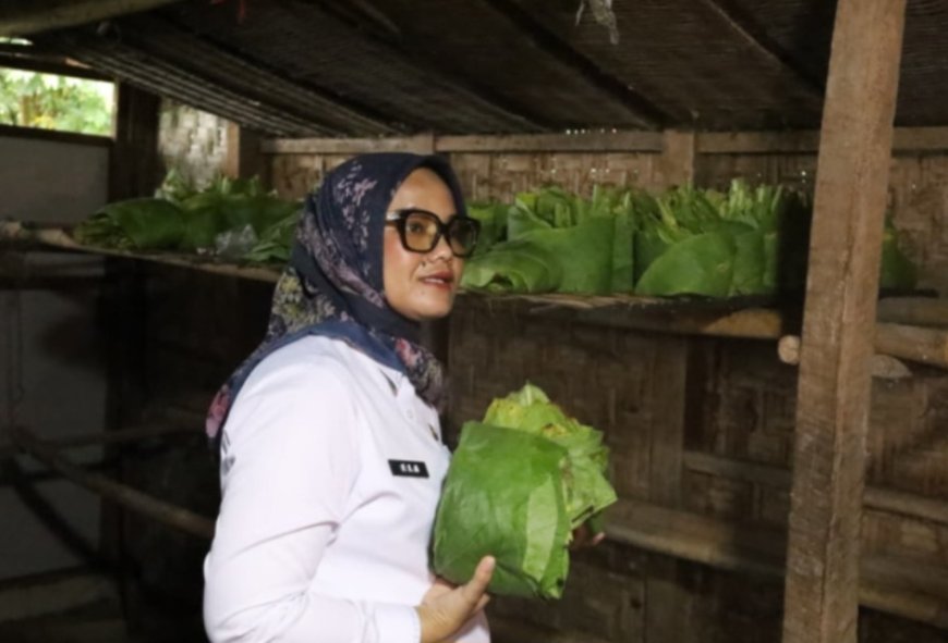 Temui Petani Tembakau Purbolinggo, Bupati Ela Dorong DBHCHT Tepat Waktu dan Tepat Sasaran