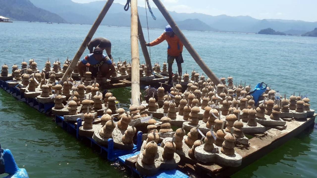 Tim konservasi terumbu karang melakukan proses pengangkutan Bioreeftek Cinta dari darat ke laut