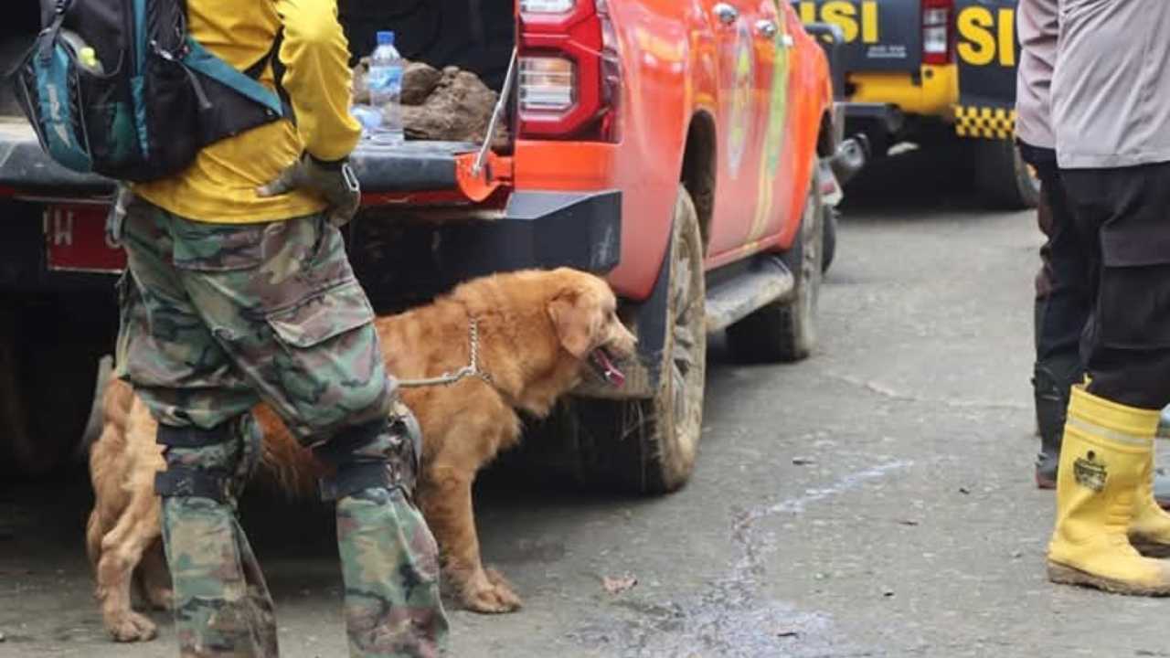 Pencarian Korban Longsor Trenggalek: Anjing Pelacak Deteksi Tiga Titik