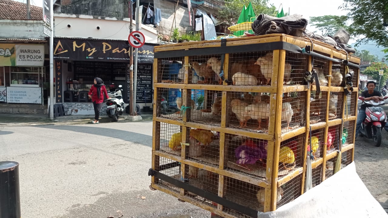 Ayam Hias Warna-warni Ramaikan Pasar Prigi, Cak Hafid Andalkan Kreativitas untuk Bertahan