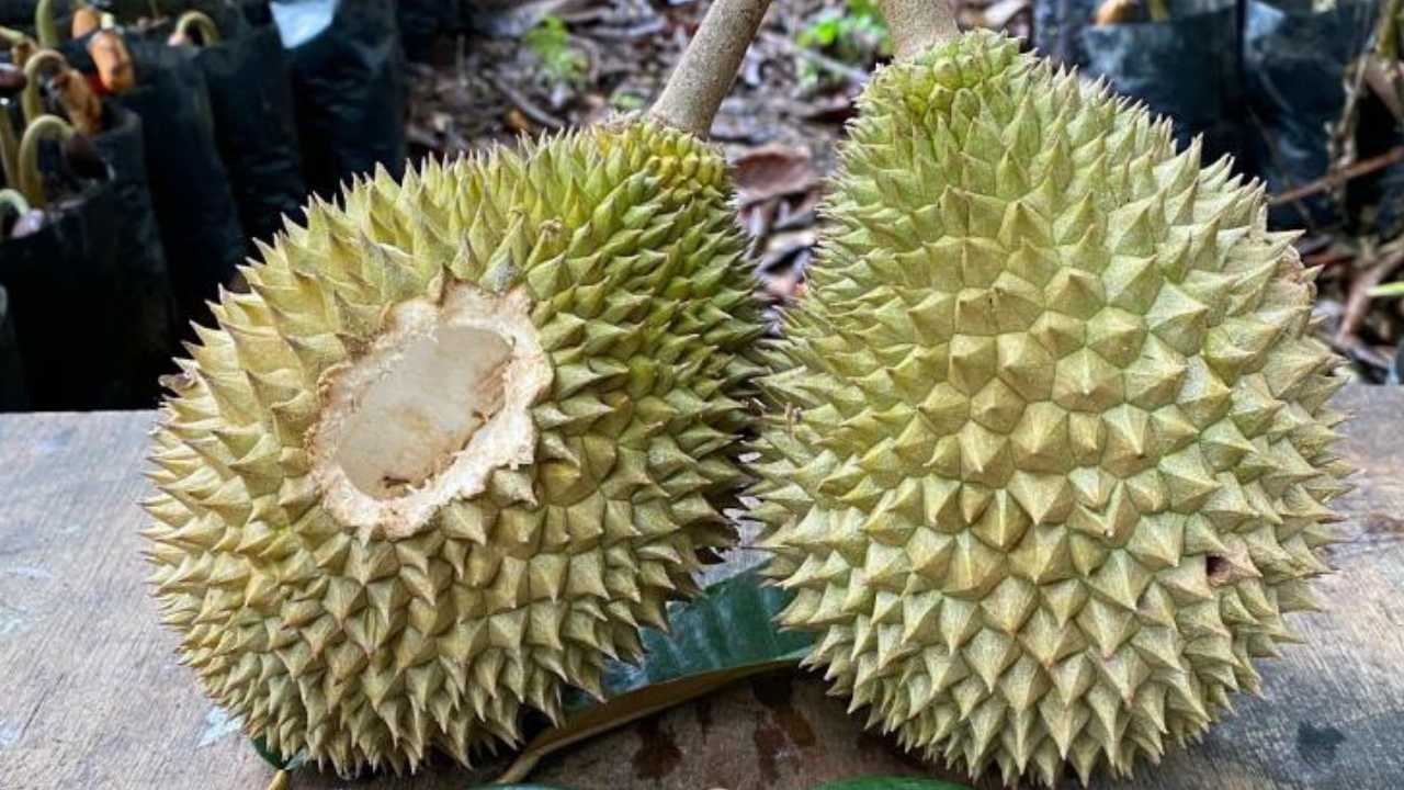 Petani Durian di Trenggalek Resah, Hama Tupai Sering Menjarah