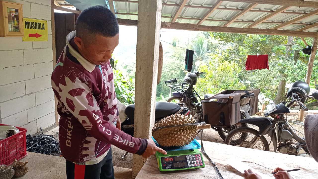 Durian Premium Trenggalek Diminati, Petani Gunakan Lima Jenis Pupuk untuk Jaga Kualitas