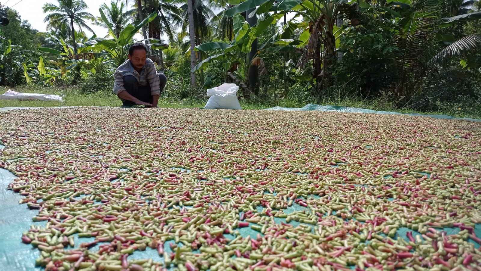 Harga Cengkeh Trenggalek Fluktuatif, Petani Jual Murah Rp31.500