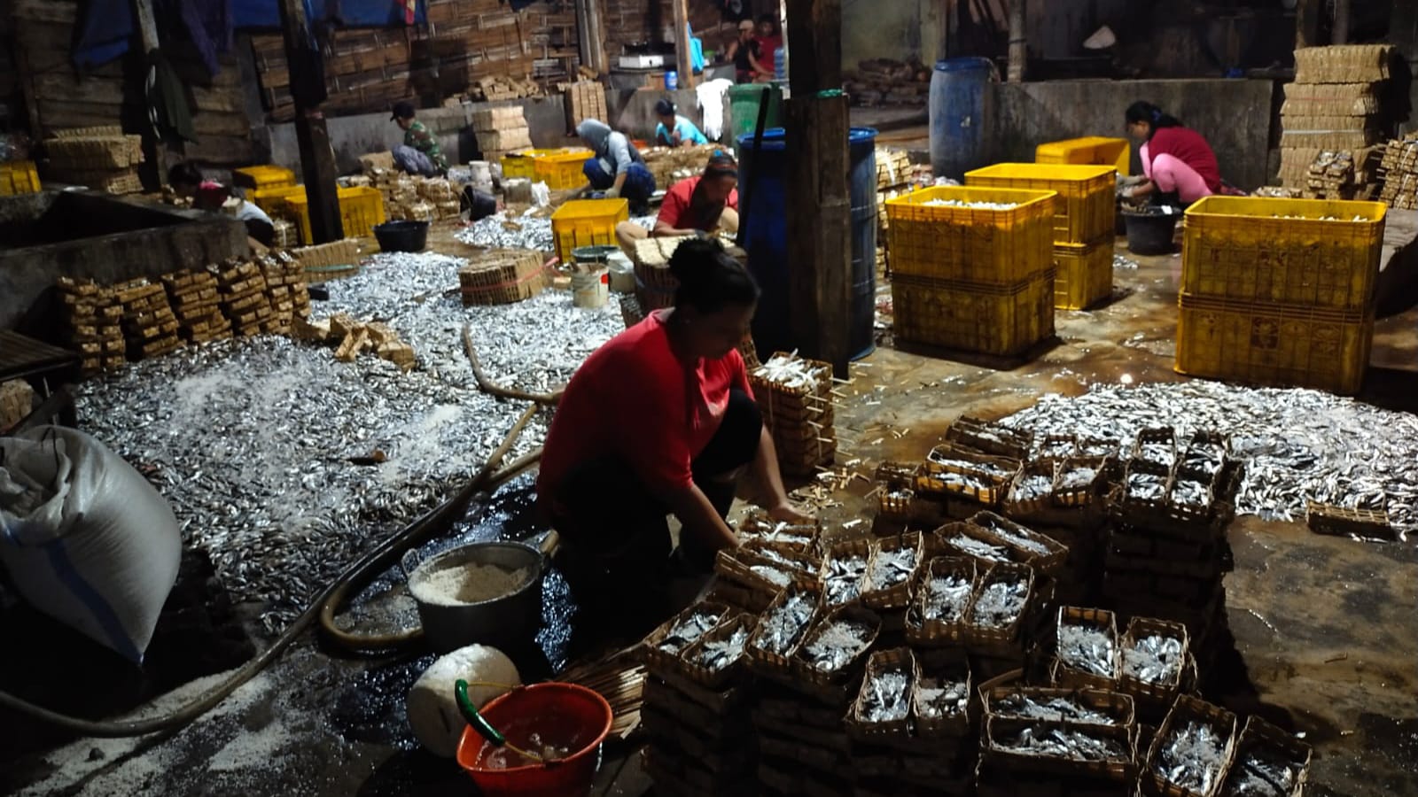 Tangkapan Ikan Merosot, Produksi Ikan Pindang di Watulimo Lesu