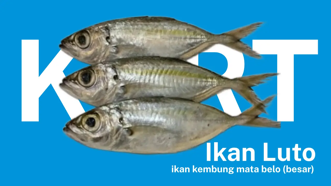 ikan-luto