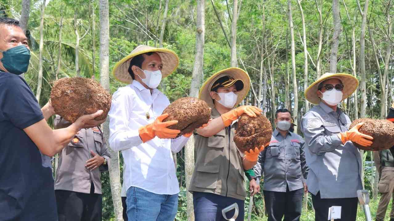 Trenggalek Mulai Wadahi Investor Asing, Pabrik Porang Jadi Primadona