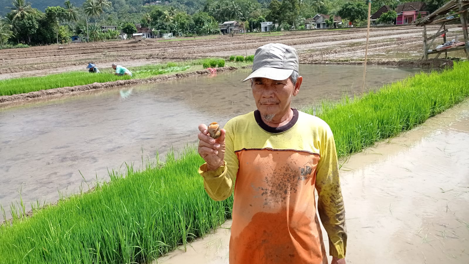 Petani Trenggalek Waspada, Keong Sawah Ancam Tanaman Padi di Musim Tanam