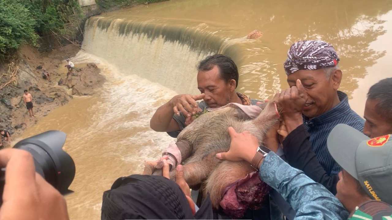 Tradisi Nyadran Dam Bagong Trenggalek: Larung Kepala Kerbau hingga Berebut di Arus Deras