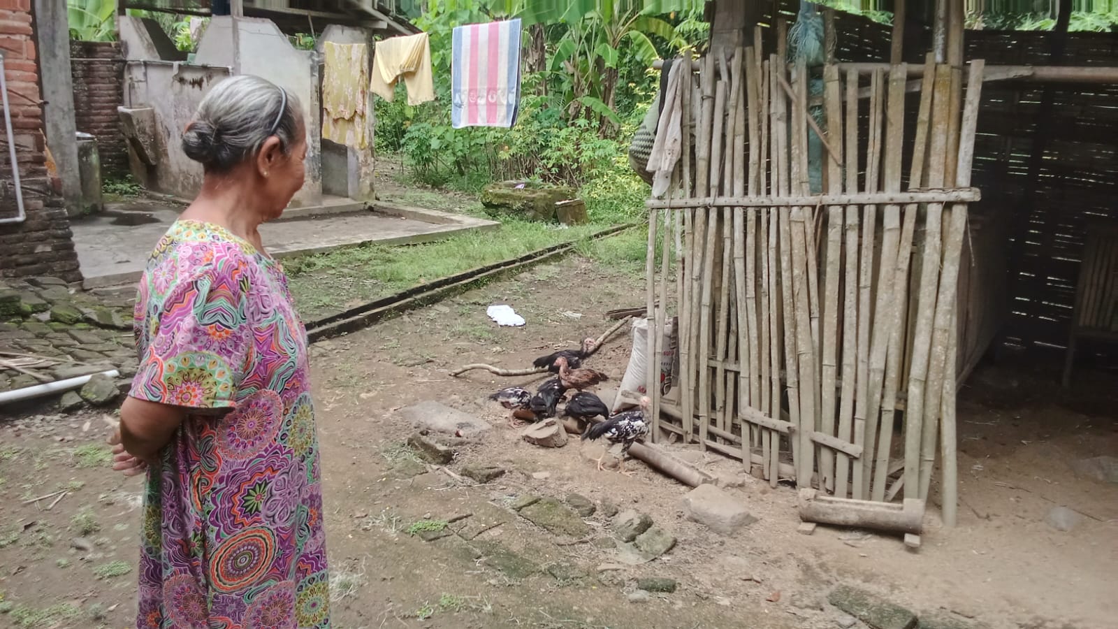 Pencuri Ayam Resahkan Warga Pogalan, 8 Ekor Digasak Maling