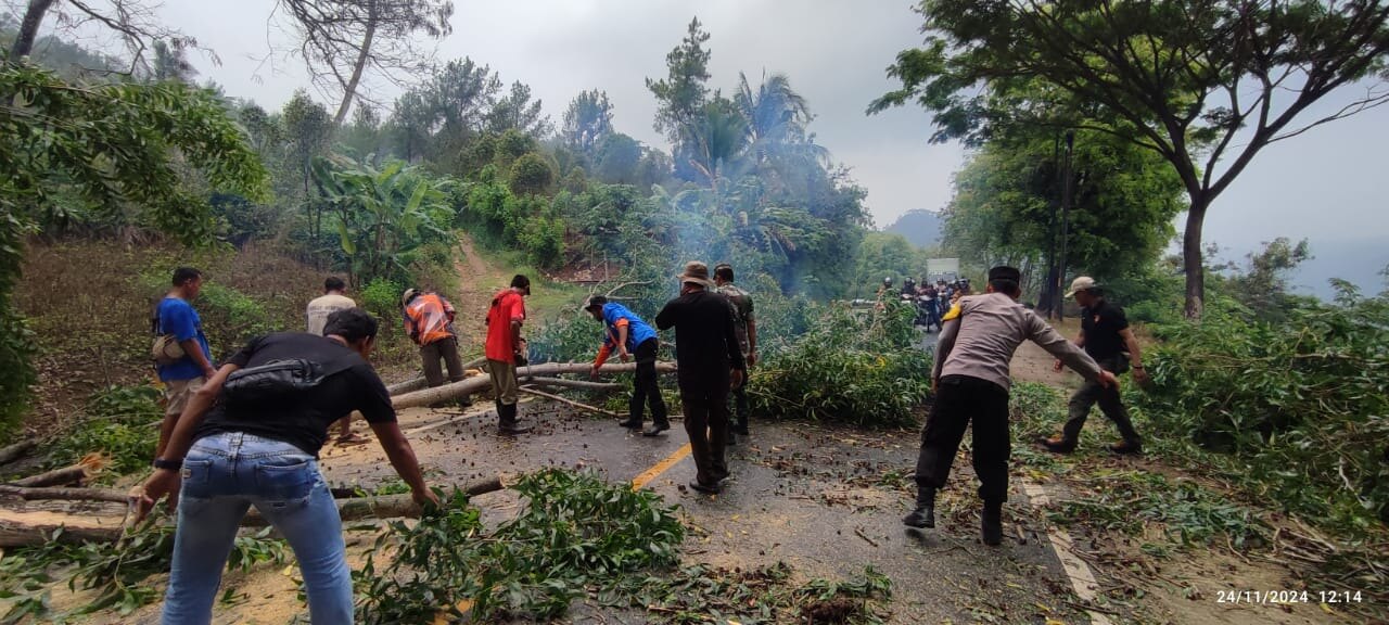 Bahayakan Pengendara, Sejumlah Pohon di Jalan Panggul-Dongko Ditebang