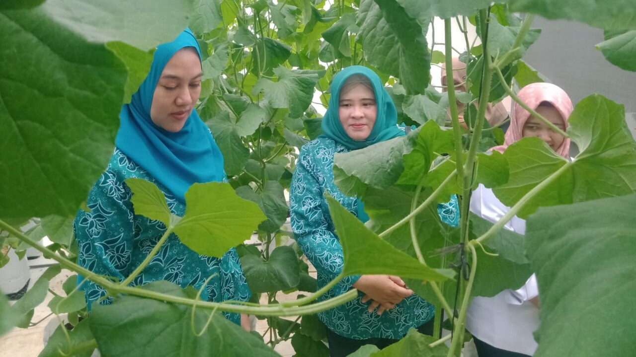 Kunci Sukses Produksi Melon, Panggul Berpotensi Besar Hasilkan Kualitas Unggul