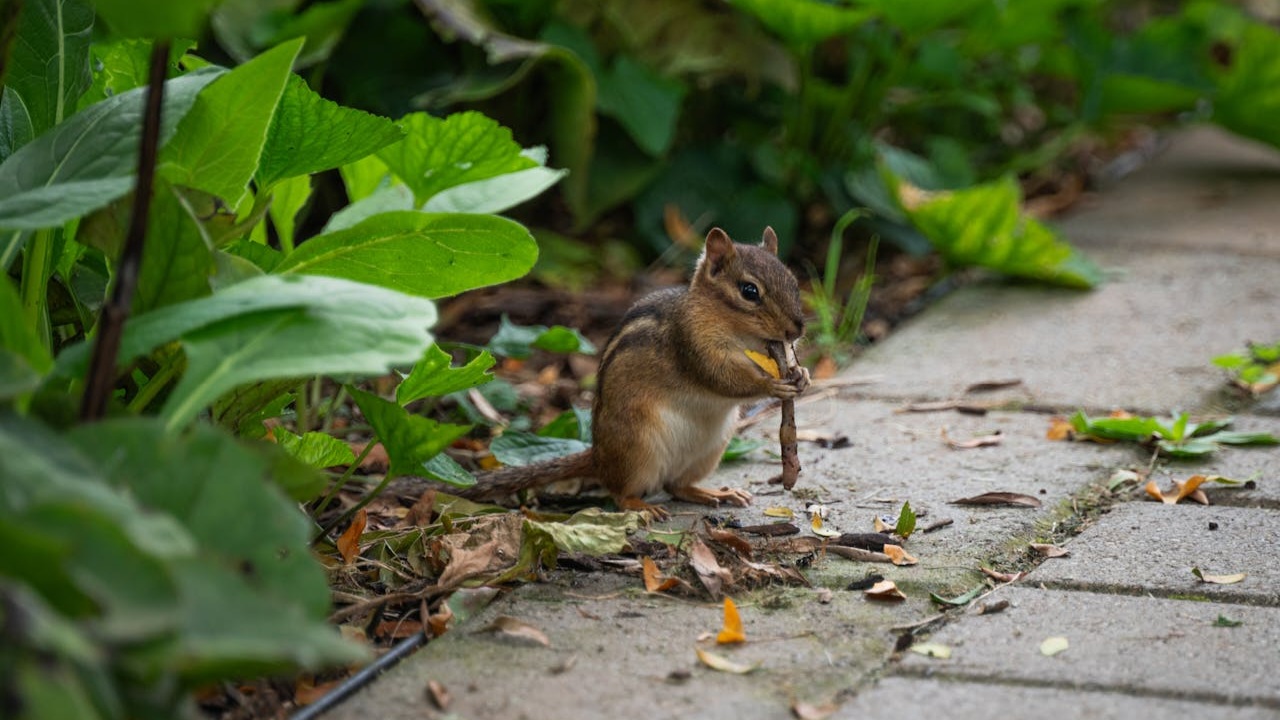 7 Hewan Ini Bermanfaat Untuk Ekosistem Bumi, Termasuk Tikus