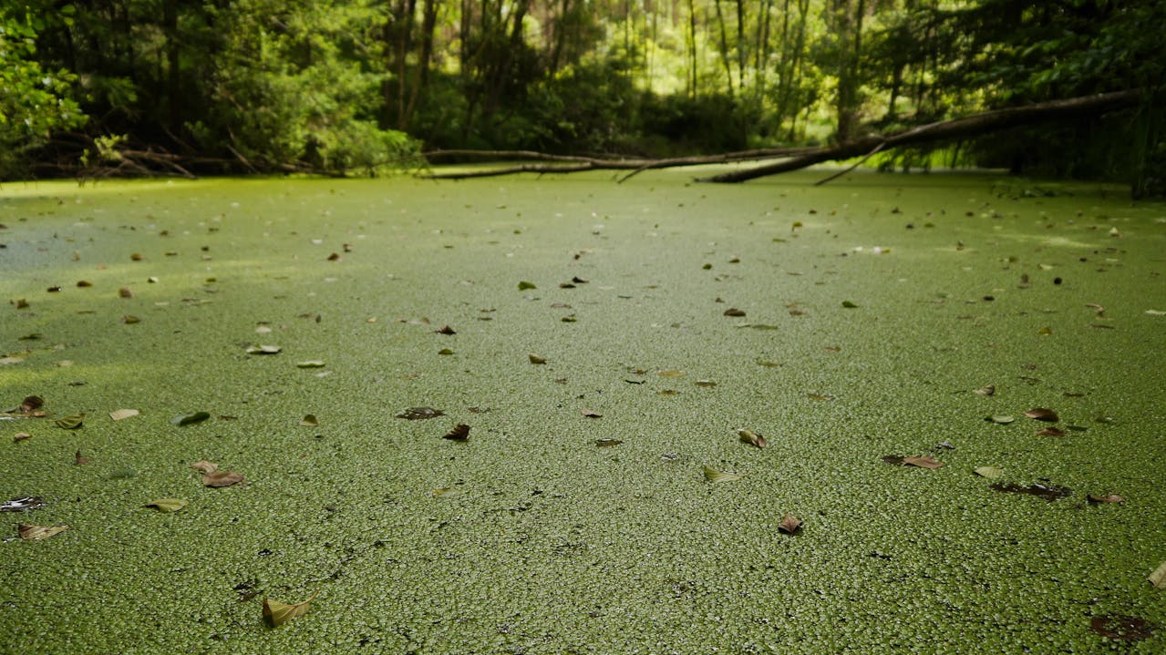 3 Tanaman Terkecil di Dunia, Berasal dari Jenis Duckweed