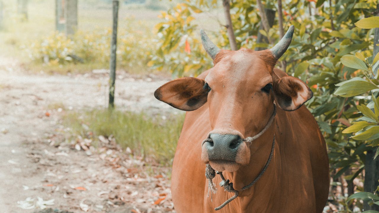 Makna Berkurban di Hari Raya Iduladha