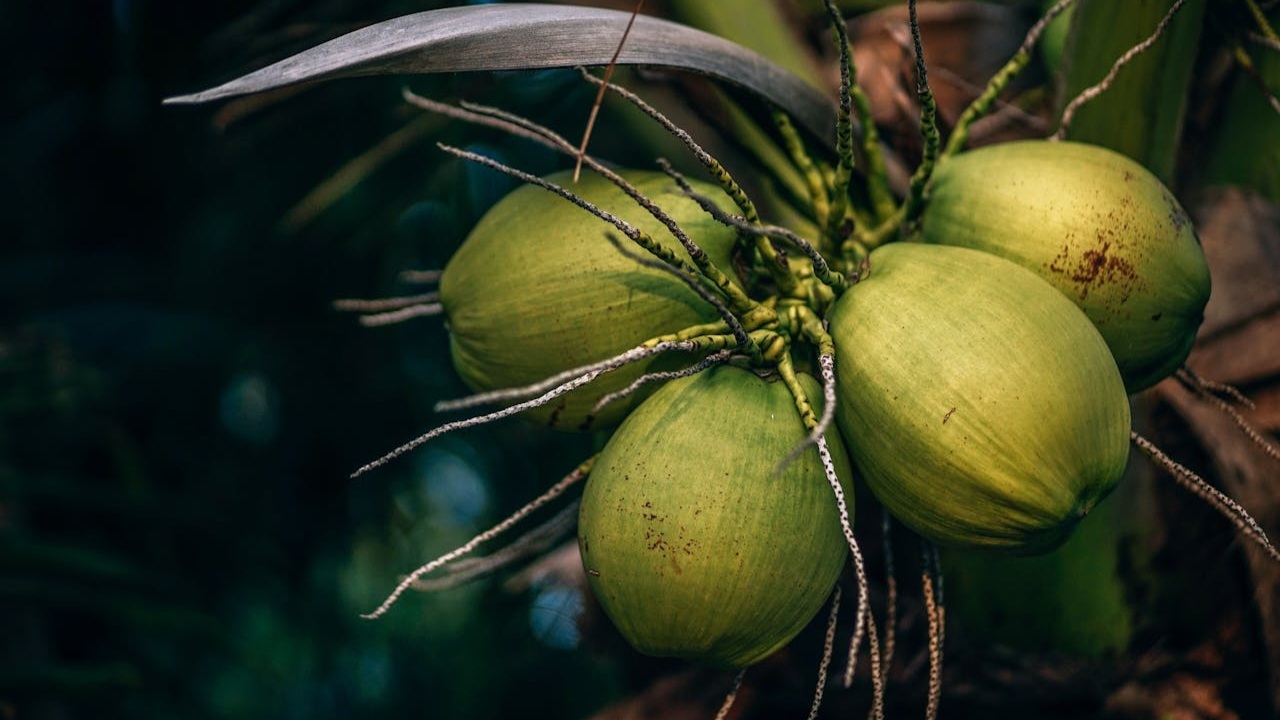 3 Jenis Kelapa Ini Mudah Dijumpai di Trenggalek, Tanaman Khas Pesisir