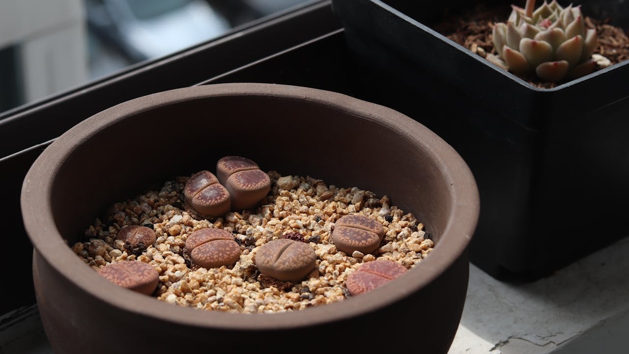 Fakta Memarik Lithops: Si Batu yang Hidup