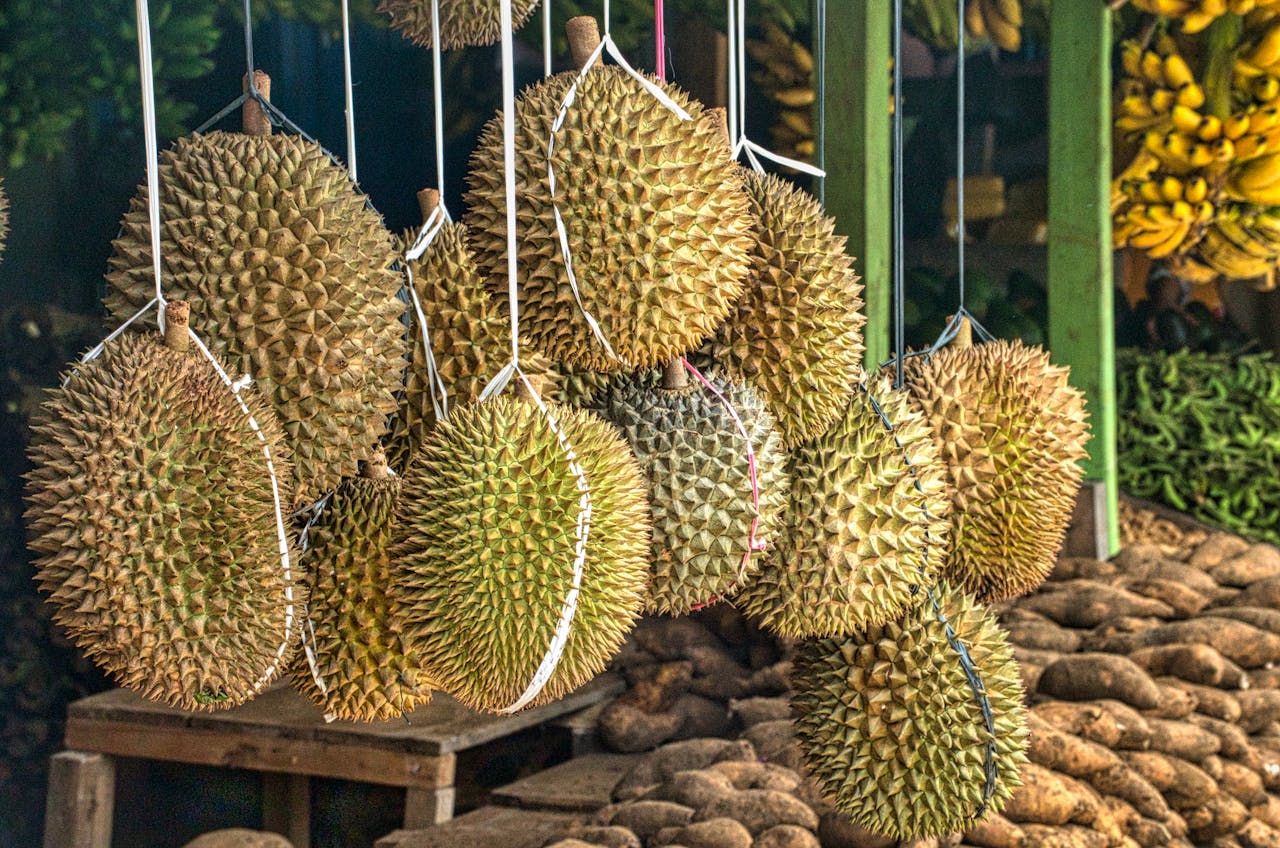 Tips Memilih Durian Berkualitas di Tengah Musim Panen di Trenggalek