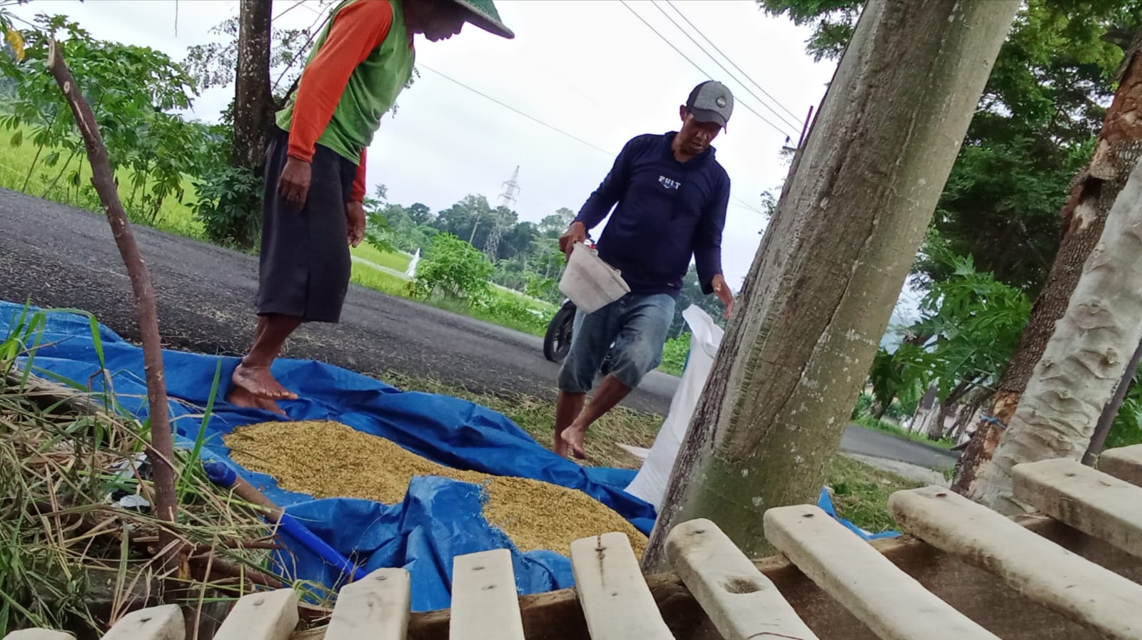 Nggeblok, Panen Padi Tradisional yang Mulai Ditinggalkan Warga Trenggalek