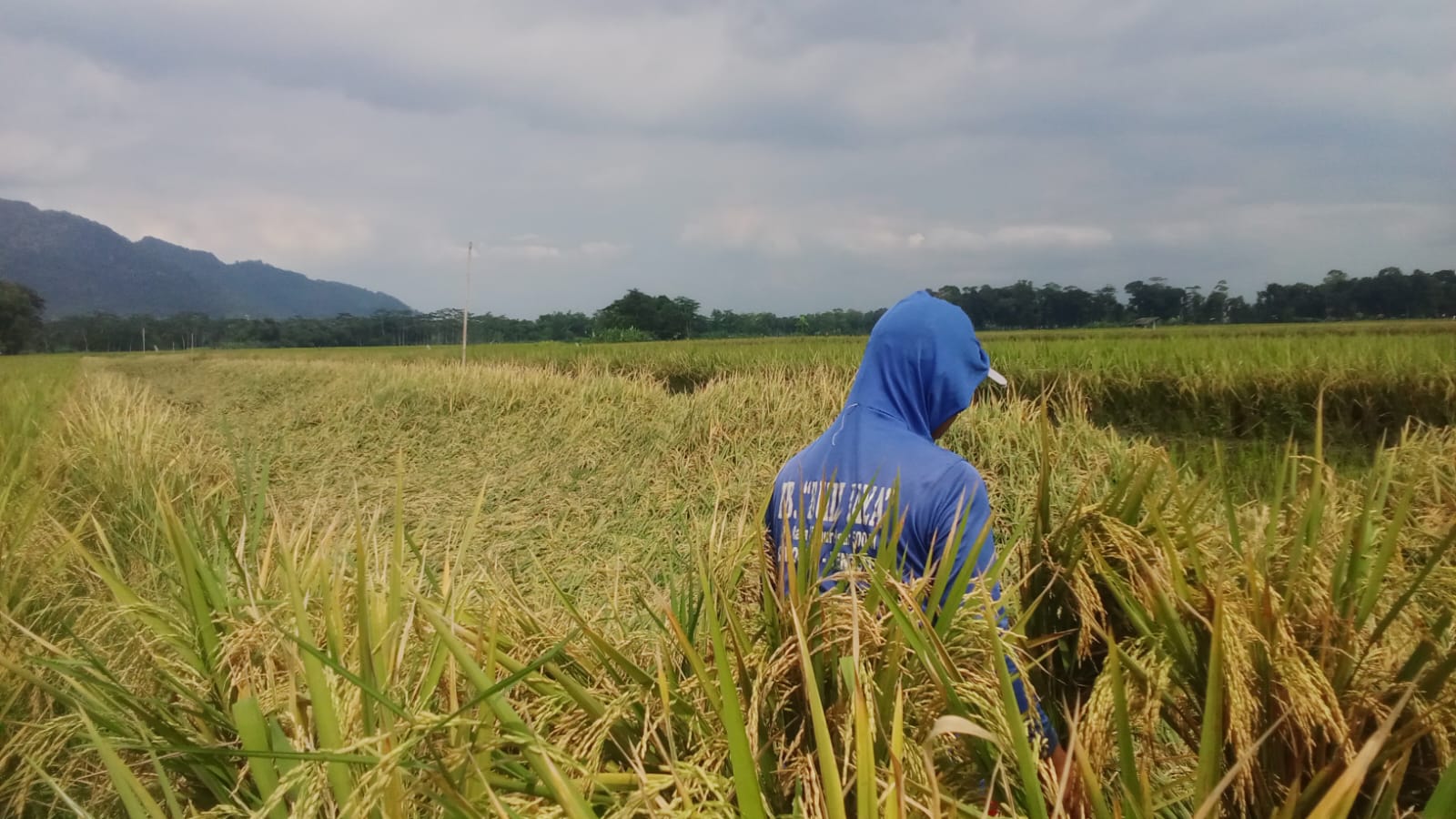 Angin Kencang Robohkan Padi Petani di Krandegan Gandusari