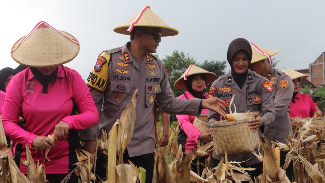 Panen Jagung Hasil Tanaman Polisi, Polres Trenggalek Hasilkan 6 Ton