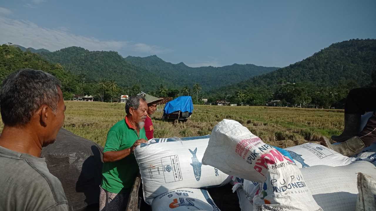 Meski Kesulitan Mencari Pupuk, Jumlah Panen Padi Petani Watulimo Naik Persen