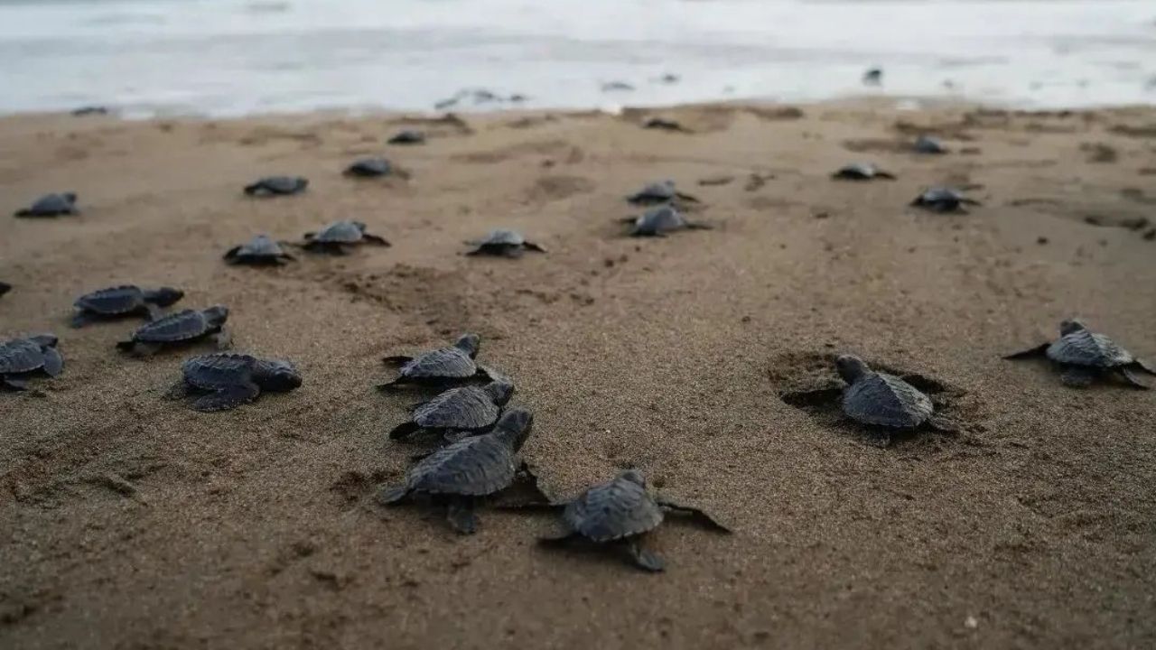 Fakta Menarik Pantai Taman Kili-Kili: Pendaratan Induk Penyu Hingga Sandang Gelar Proklim Lestari