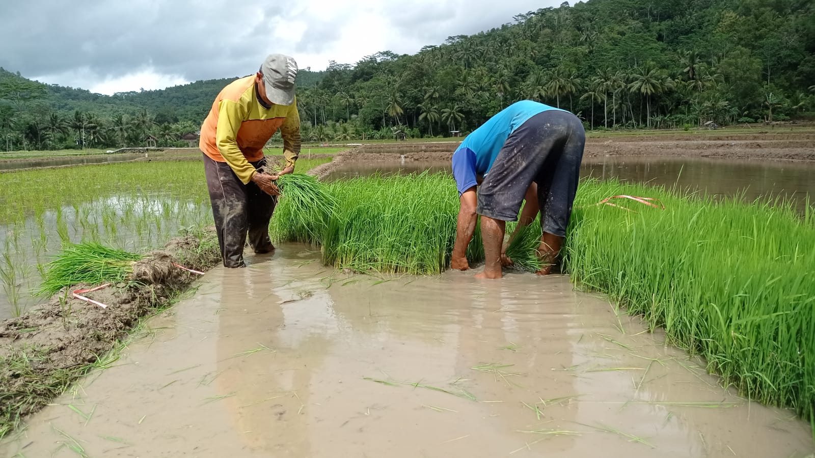 Petani Watulimo Kesulitan Pupuk Jelang Tanam, Hasil Panen Terancam Turun
