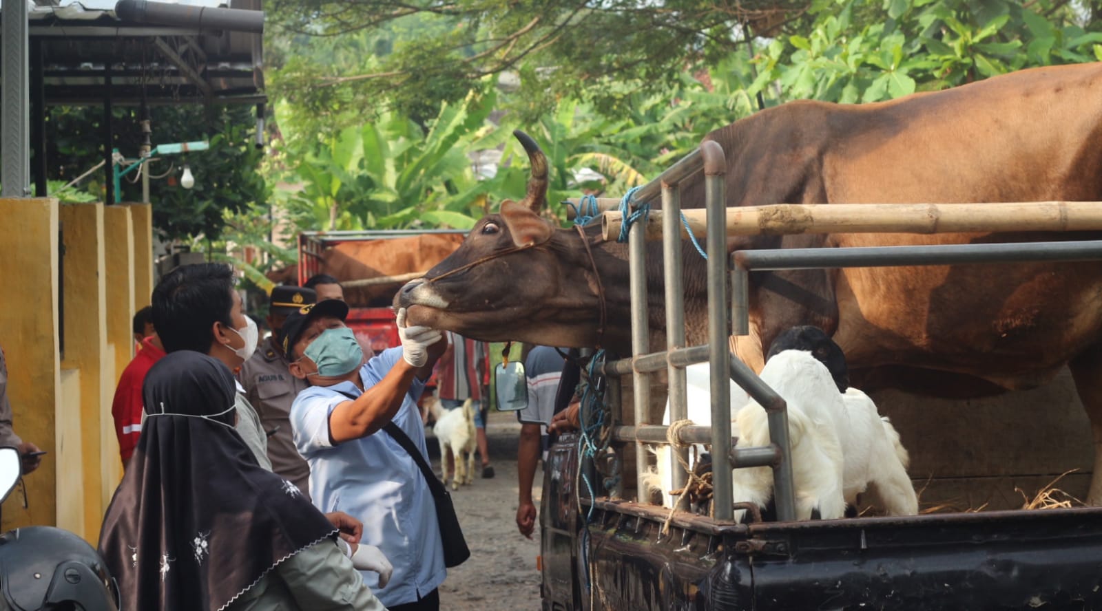 Pasar Hewan Trenggalek Mulai Dibuka, Pedagang Sapi Tak Boleh Jualan