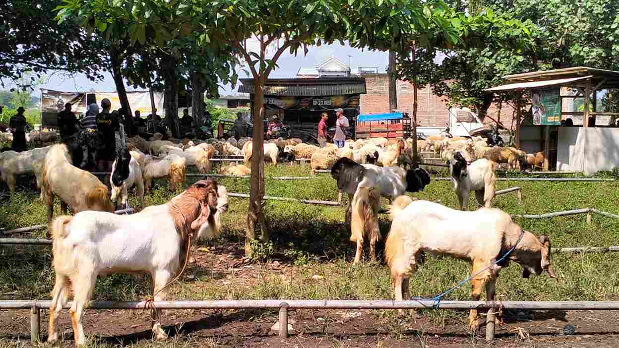 Aktivitas Pasar Hewan Durenan Masih Stabil Jelang Idul Adha, Harga Kambing Belum Naik