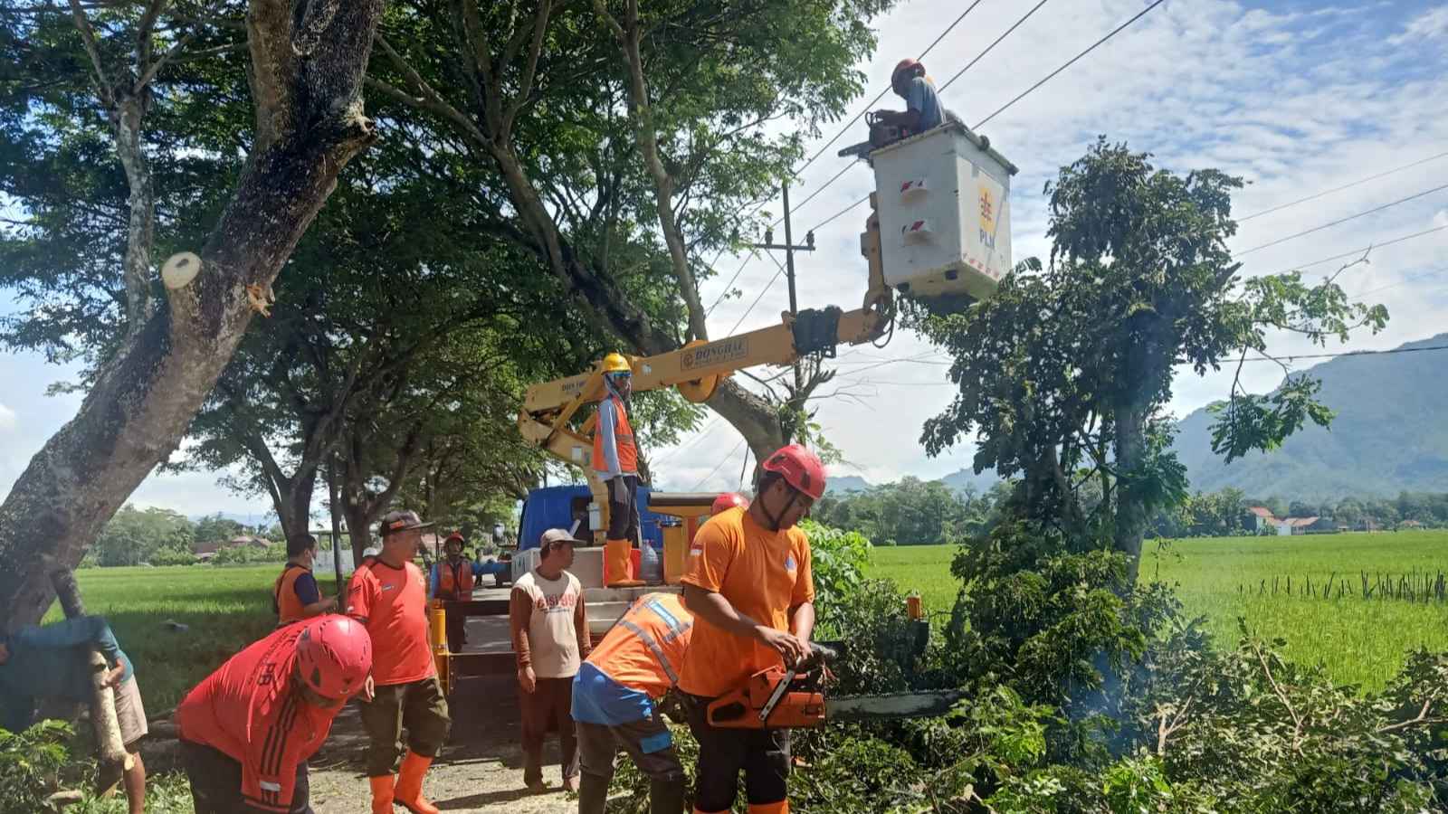 Rawan Tumbang Saat Hujan, BPBD Trenggalek Pangkas Pohon Rindang