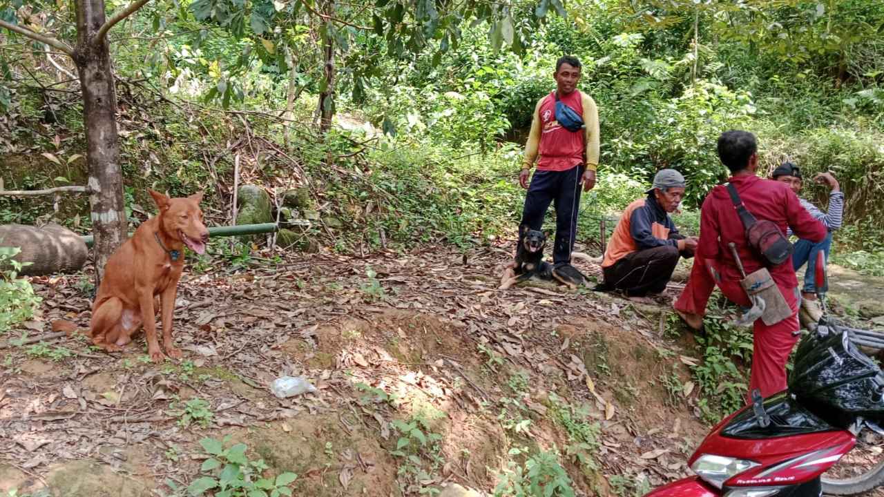 Unik, Pemdes Karangturi Munjungan Beli Anjing Untuk Jaga Tanaman Petani