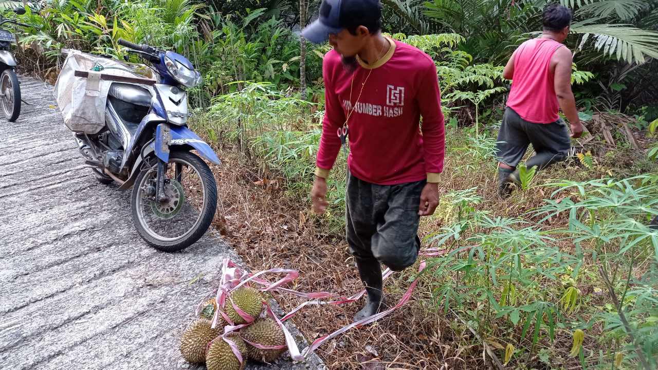 Musim Durian di Trenggalek, Penebas Durian Alami Keuntungan Minim