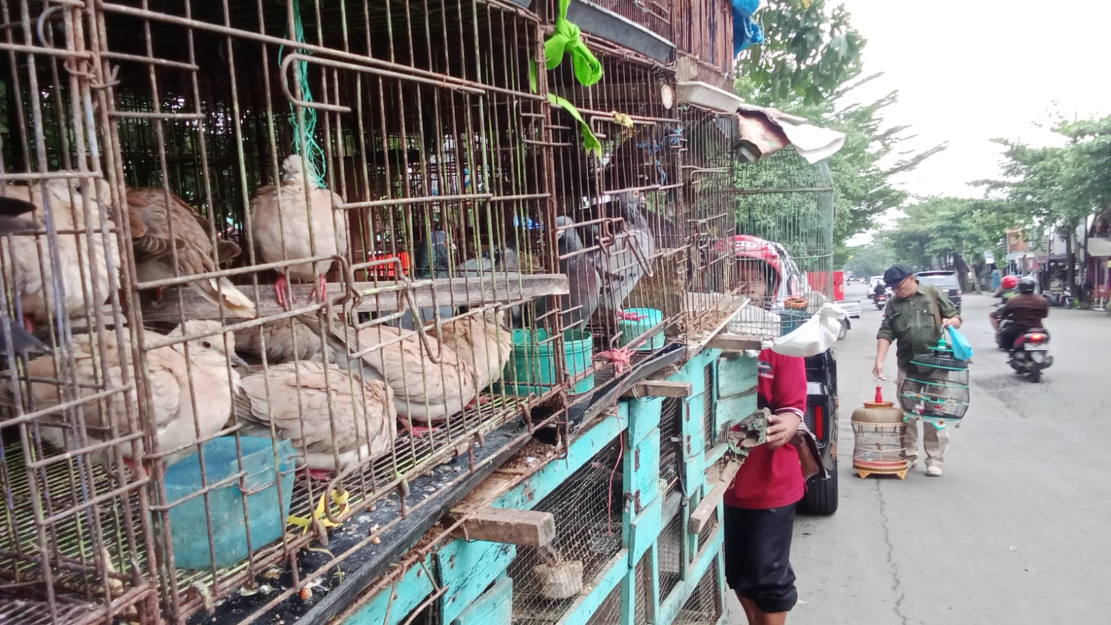 Tak Gentar Sepinya Pasar Trenggalek, Imam Khoiri Tetap Berdagang Burung Demi Keluarga