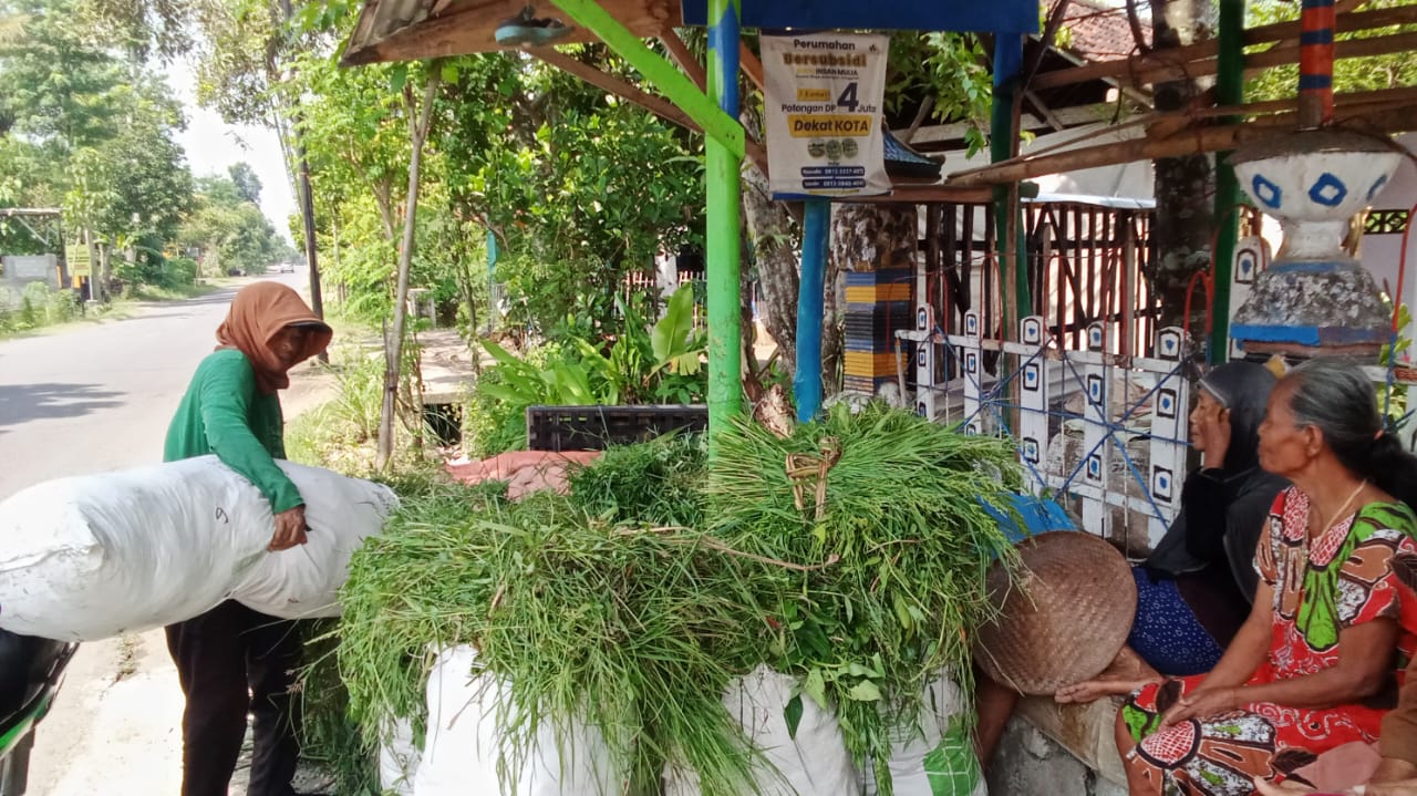 Cerita Penjual Rumput di Trenggalek, Hiraukan Terik Matahari Saat Puasa