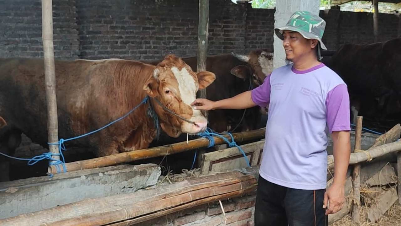 Idul Adha Jadi Berkah, Penjualan Ternak Arief di Trenggalek Hampir Ludes