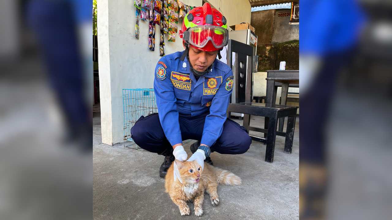 Aksi Tak Biasa Damkar Trenggalek: Evakuasi Kucing Ngamuk, Bukan Padamkan Api
