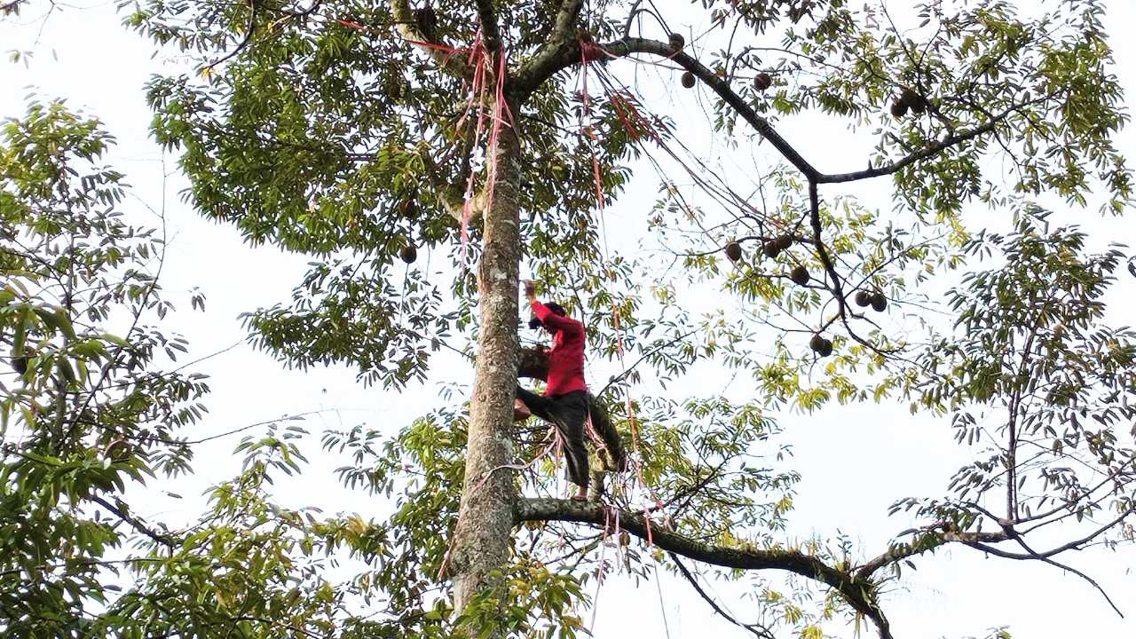 Perjuangan Memanen Buah Durian Trenggalek, Manjat Pohon Setinggi 15 Meter