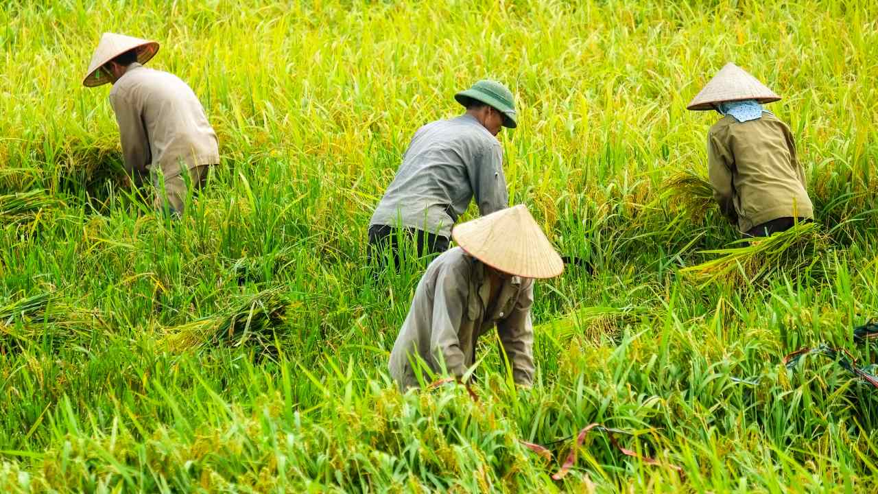 BPS: Perekonomian Trenggalek Sangat Bergantung Pada Sektor Pertanian