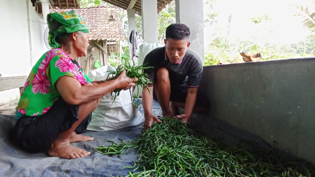 Harga di Trenggalek Anjlok, Petani Cabai Pilih Jual ke Tulungagung demi Untung Lebih Besar