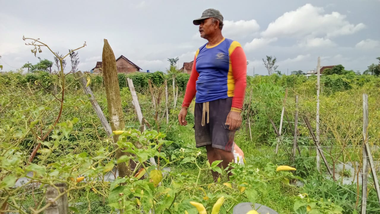 Cabai Petani Pogalan Gagal Panen Akibat Banjir, Akar Rusak dan Buah Membusuk