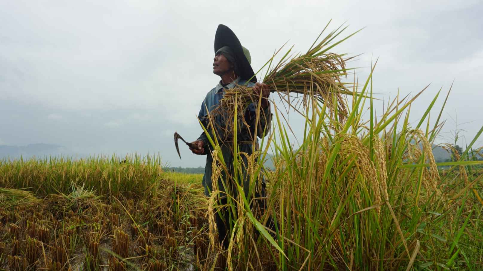 Trenggalek Kekurangan Petani Muda, Hanya 10 Persen yang Tertarik Bertani