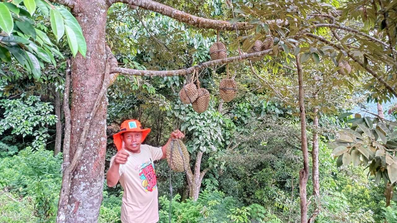 Petani di Watulimo Gencar Tanam Durian Premium, Ini Tips Perawatannya