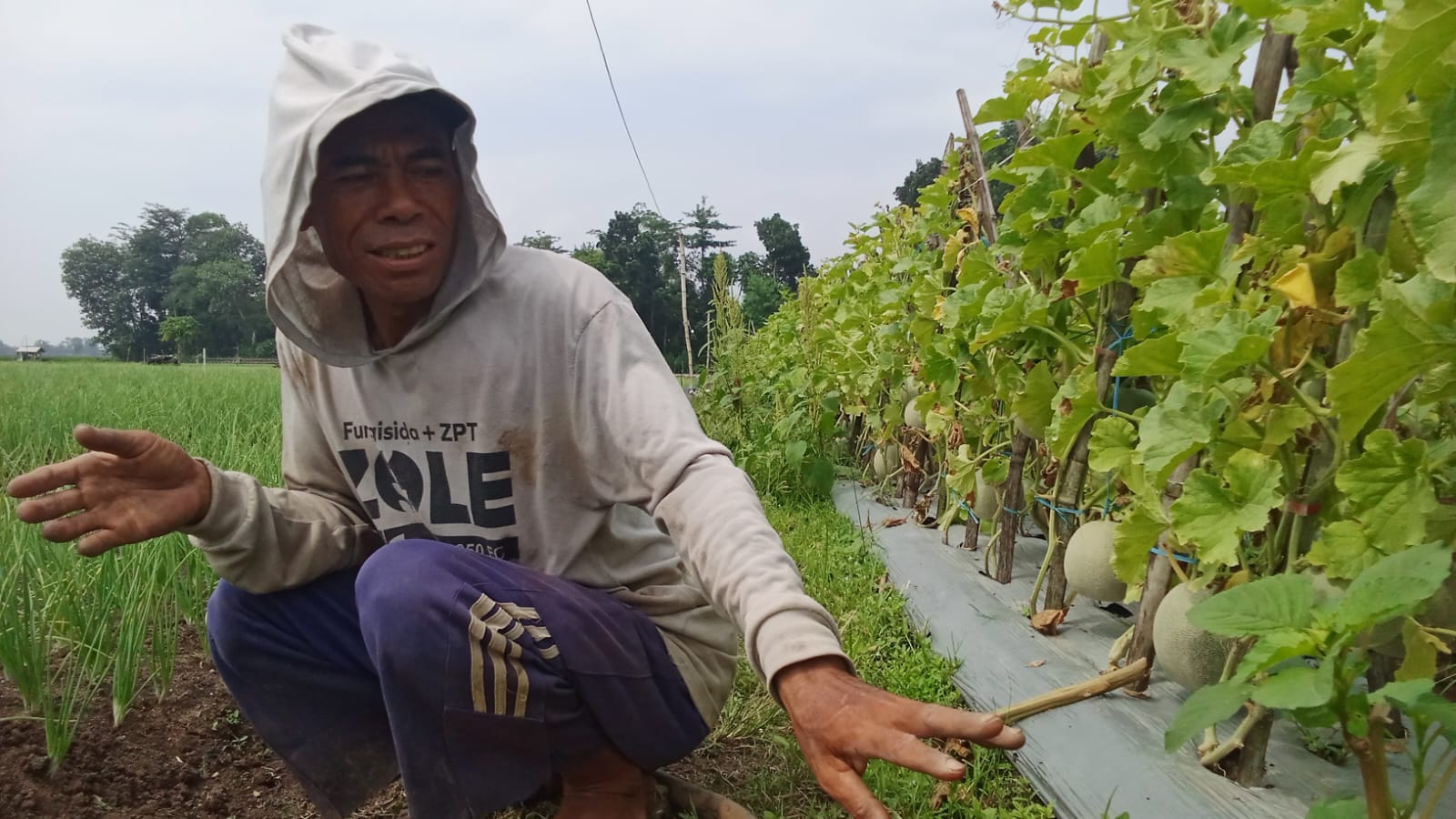 Petani Melon Trenggalek Raup Untung di Musim Panen, Harga Stabil dan Produksi Melimpah