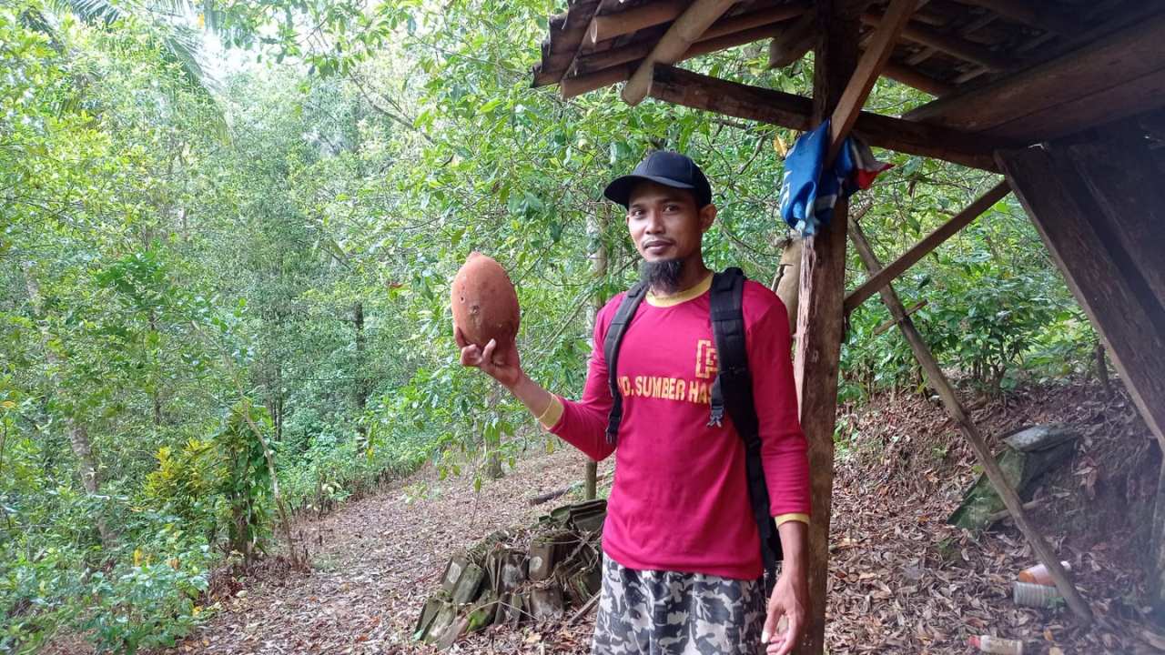 Petani Pucung Trenggalek Andalkan Harga Tinggi Meski Panen Penuh Tantangan