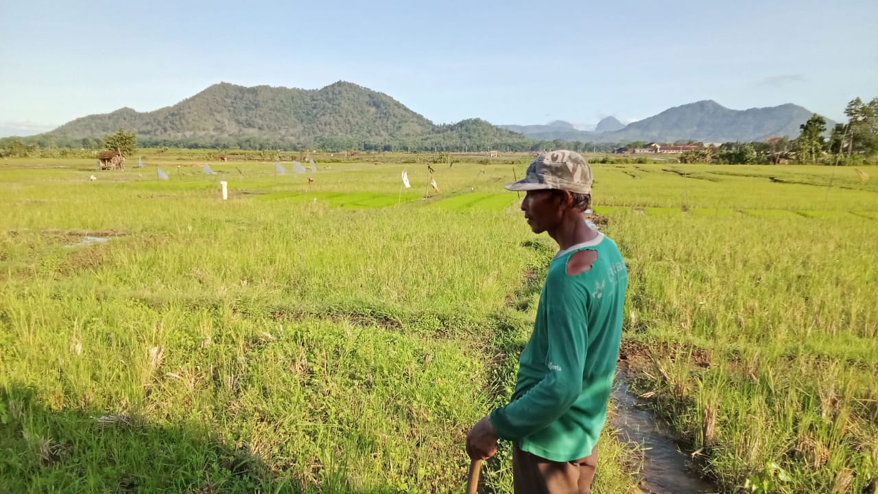 Tukang Bajak Sawah Minim, Petani di Surodakan Terlambat Tanam Padi