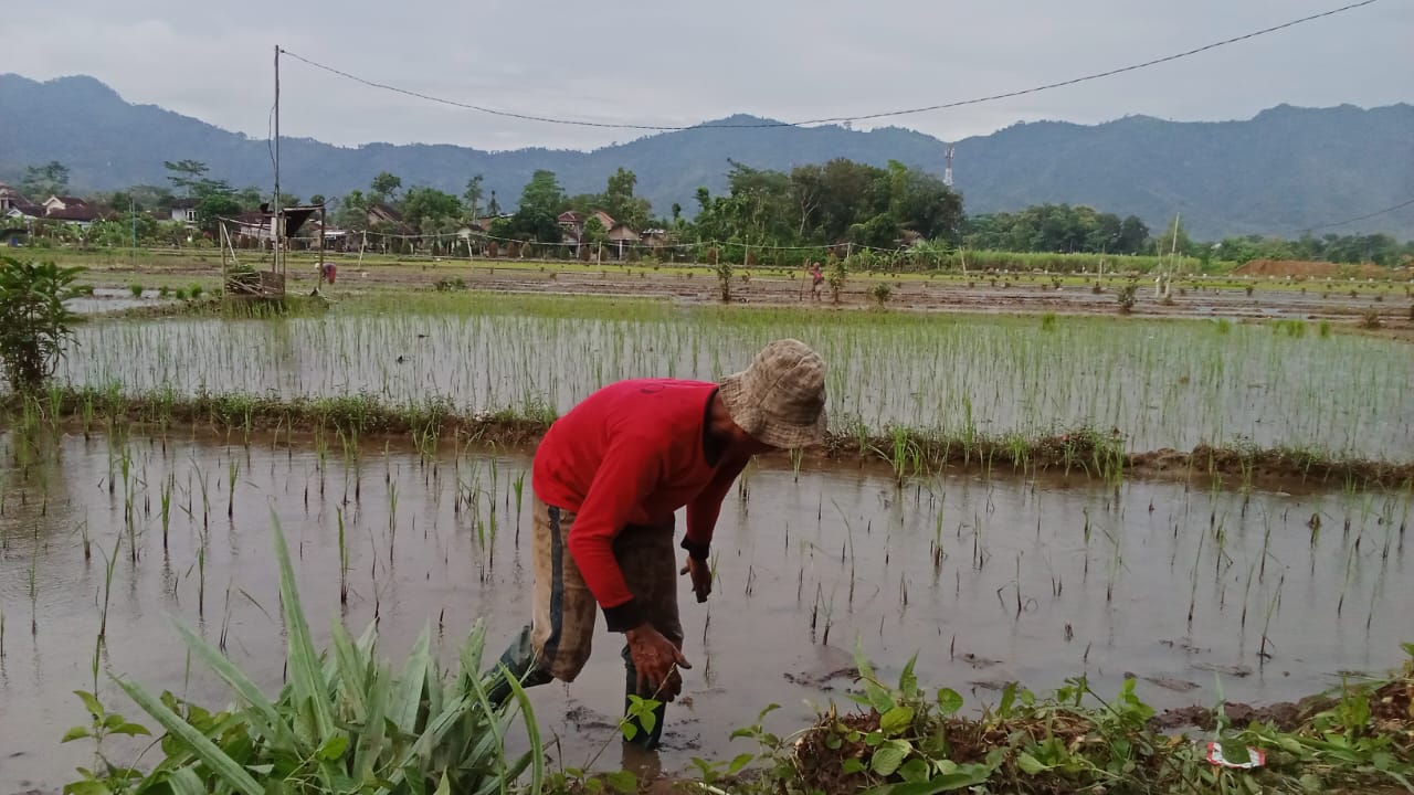 Petani Trenggalek Gagal Tanam Akibat Banjir, Musim Hujan Kembali Ancam Panen
