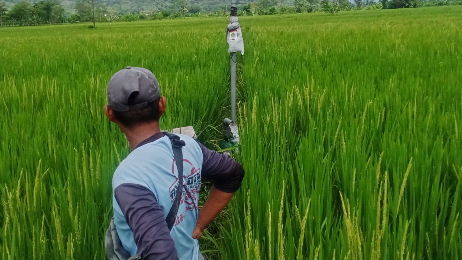 Petani Trenggalek Andalkan Pompa Air di Musim Penghujan yang Tidak Menentu