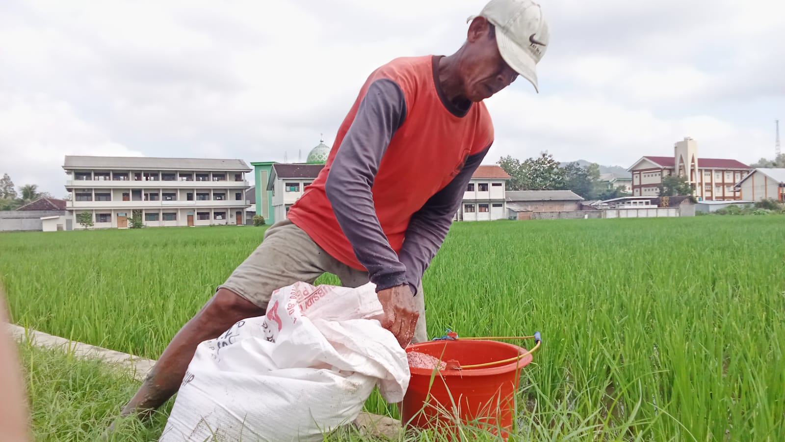 Proses Rumit & Biaya Tambahan, Pupuk Subsidi Jadi Beban Petani Trenggalek
