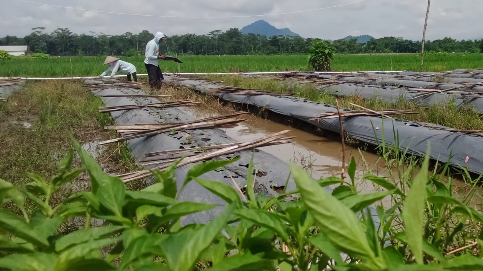 Tanam Cabai di Musim Ekstrim, Petani Trenggalek Bakal Panen Raya di Idul Adha